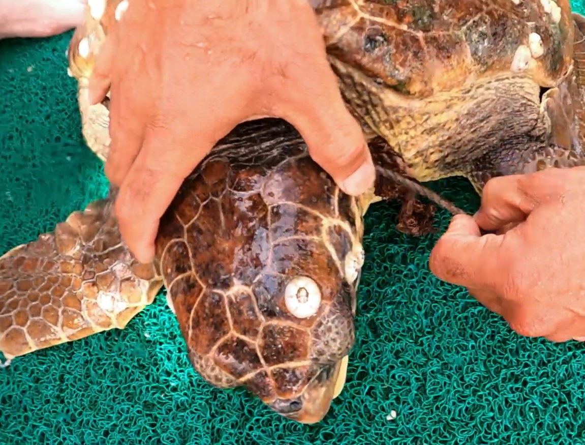 ŞAMANDIRA HALATINA TAKILAN CARETTA İSTANBUL AKVARYUM DALGIÇLARI TARAFINDAN KURTARILDI