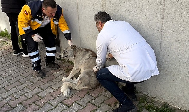 Bayrampaşa’da Köpekler Çok Sağlıklı