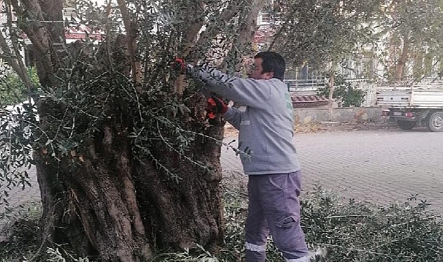 Dört Mevsim Yeşil Edremit İçin