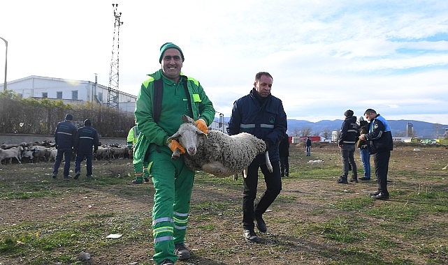 Ekili arazilere zarar veren koyunlara zabıta müdahale etti